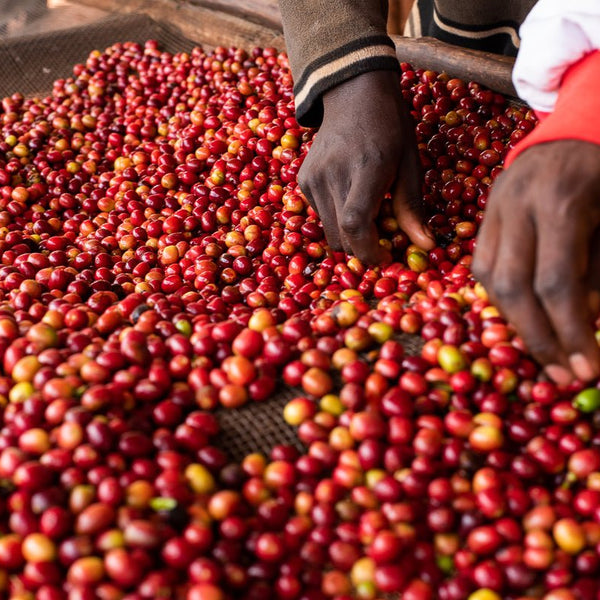 New Coffee Release: Burundi Kiryama Hill - Messenger Coffee