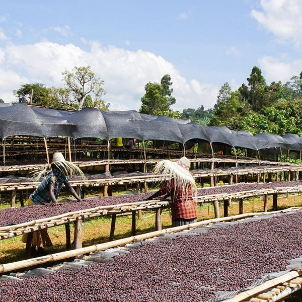 New Coffee Release: Ethiopia Bombe Natural - Messenger Coffee