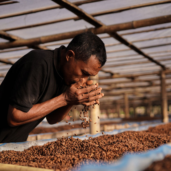 New Coffee Release: Flores Kartika (Anaerobic) - Messenger Coffee