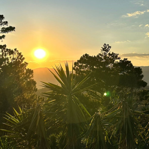 New Coffee Releases from Honduras - Messenger Coffee