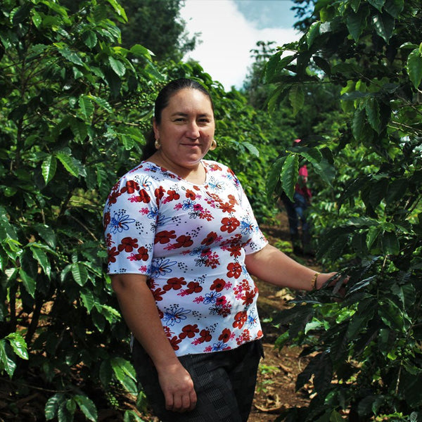 New Coffee Release: Honduras Maria Reyes Washed - Messenger Coffee