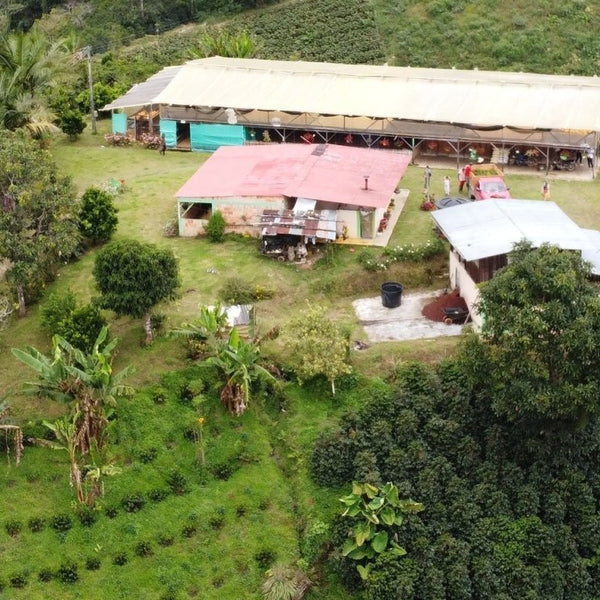 New Coffee Release: Colombia Ethiopia Landrace Washed - Messenger Coffee