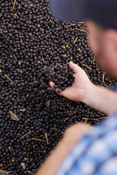 Close-up of a person holding a handful of dark coffee beans among a large pile of coffee cherries on the ground