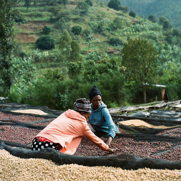 New Coffee Release: RWANDA GISHEKE - Messenger Coffee