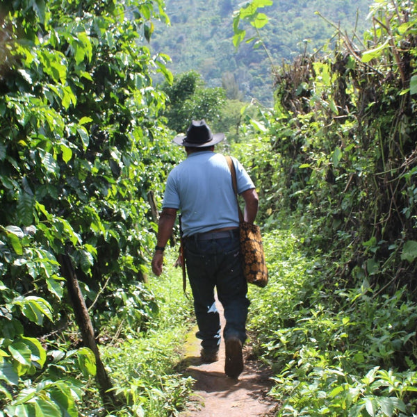 New Coffee Release: GUATEMALA LA QUEJINÁ - Messenger Coffee