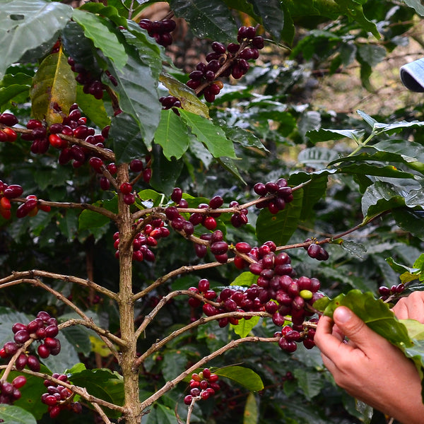 New Coffee Release: Honduras Delmy Regalado Honey