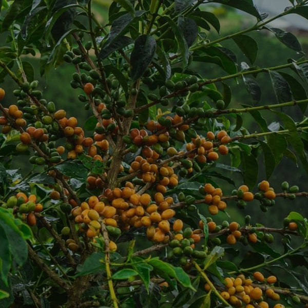 New Coffee Release: Colombia Monteblanco Pink Bourbon - Messenger Coffee