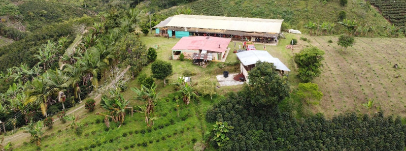 New Coffee Release: Colombia Ethiopia Landrace Washed - Messenger Coffee