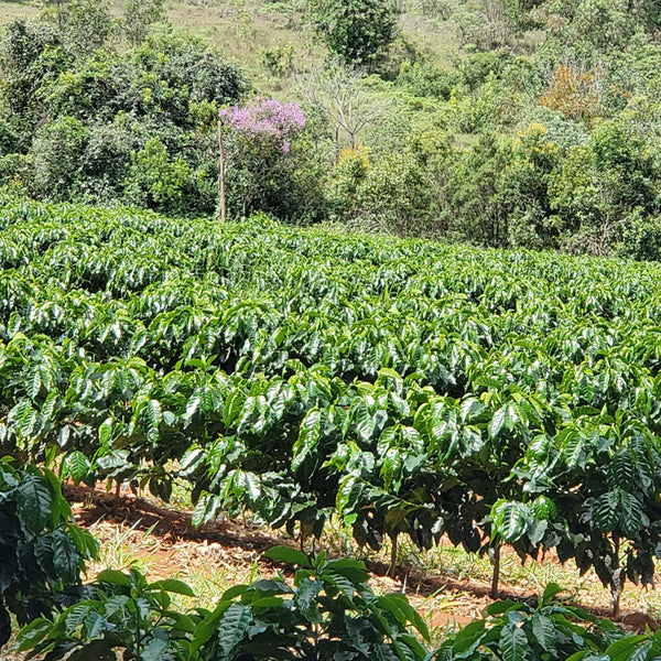 New Coffee Release: Brazil Topázio Natural