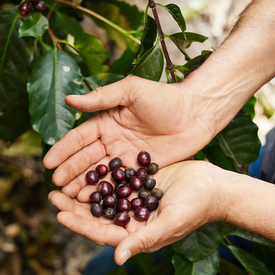Ayla Bombe Washing Station