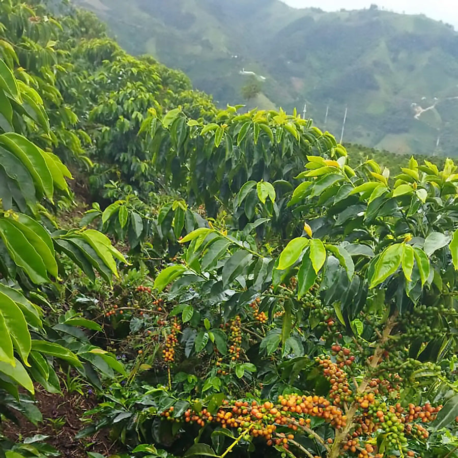 Ayla Bombe Washing Station