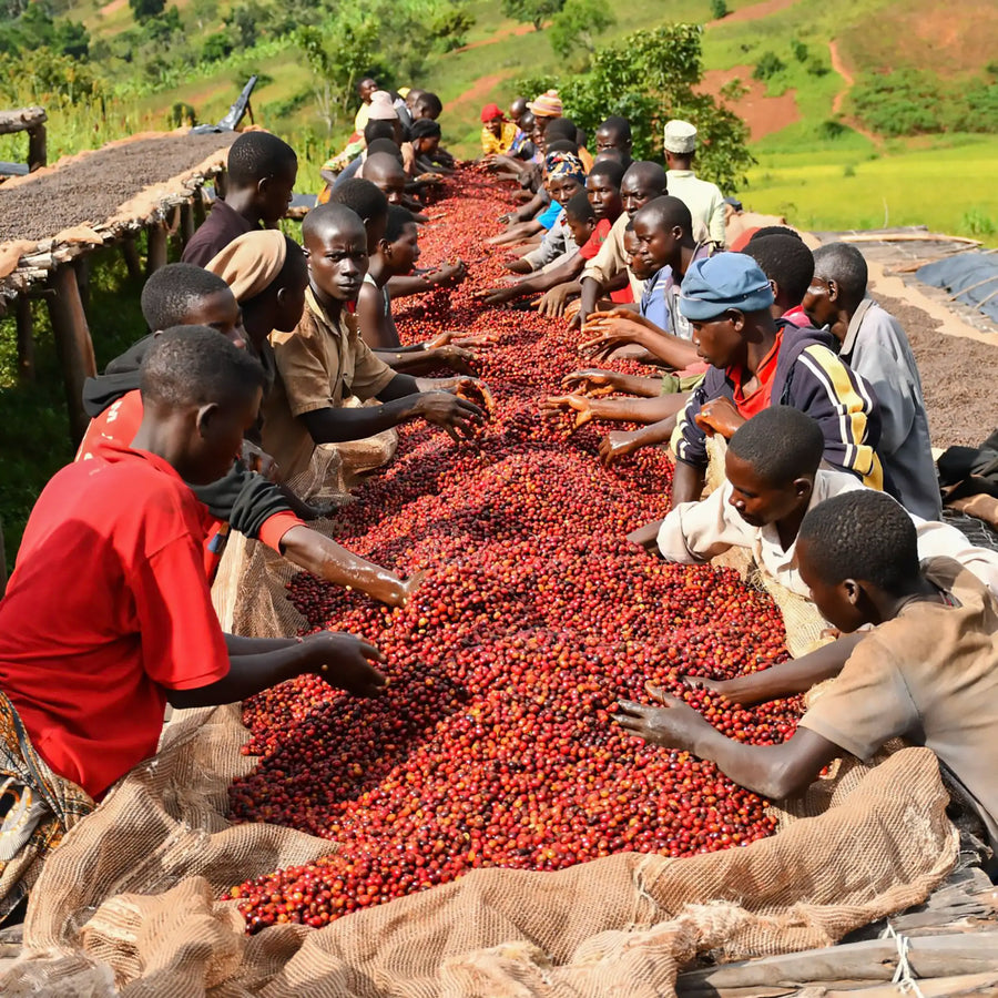 Hafi Washing Station