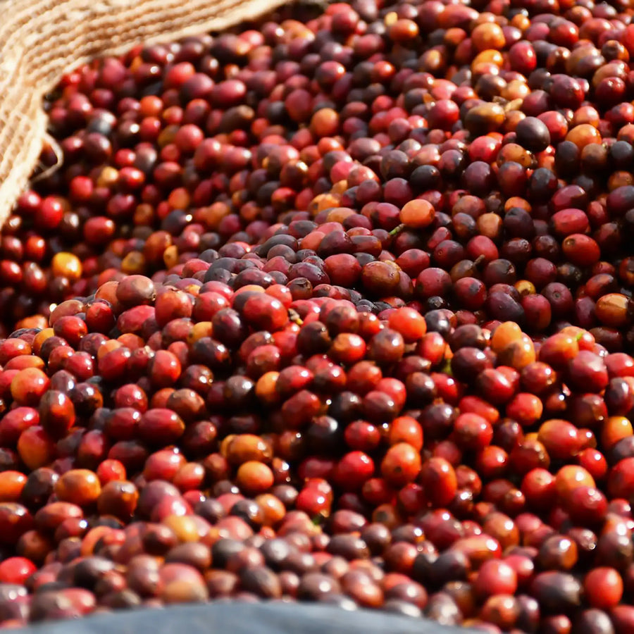 Hafi Washing Station