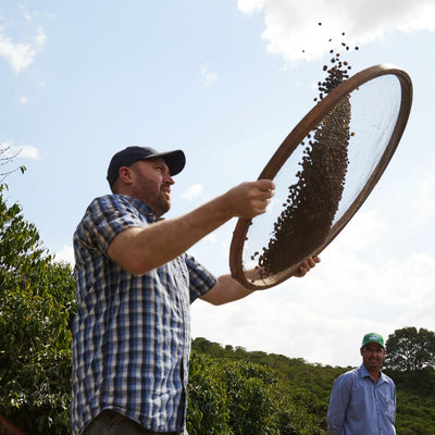Man sifting coffee beans outdoors with a large round sieve on a sunny day in a farm setting