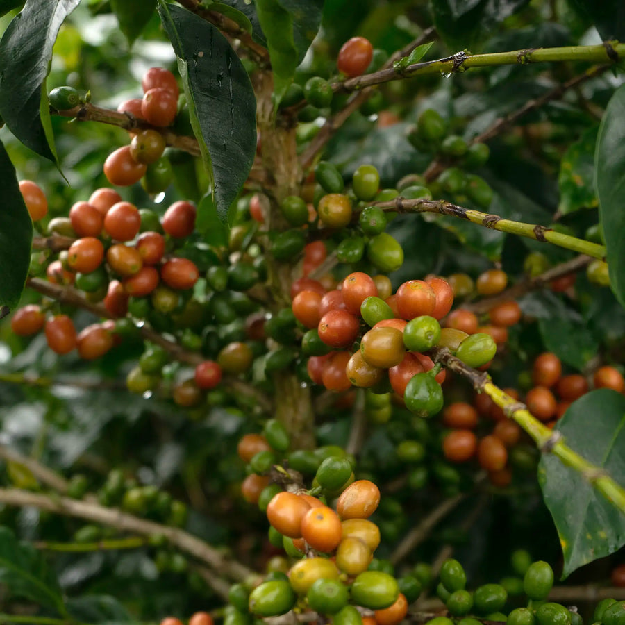Rodrigo Sanchez Washing Station