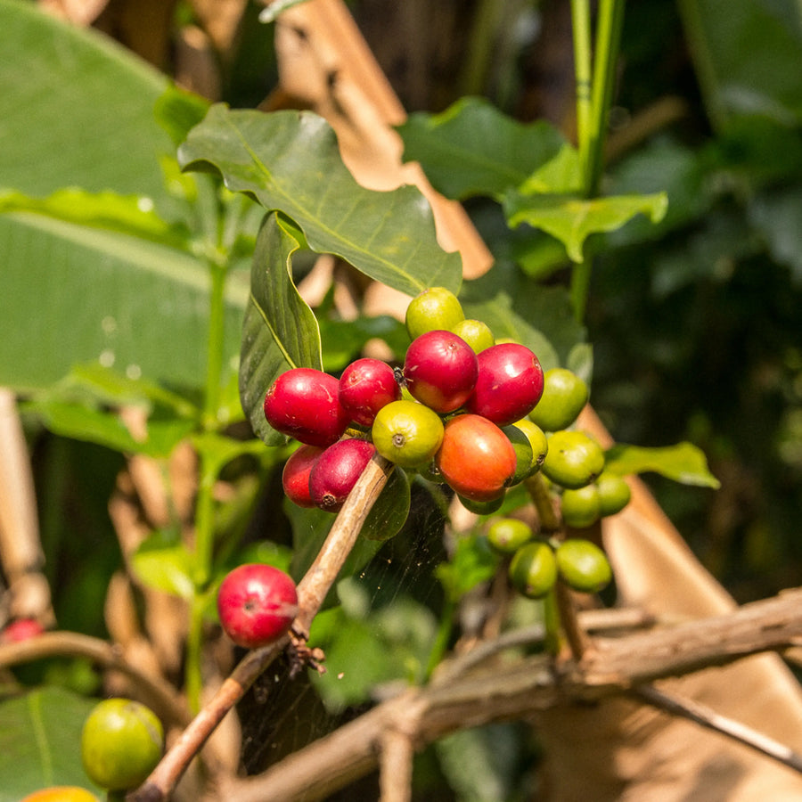 Jigesa Washing Station