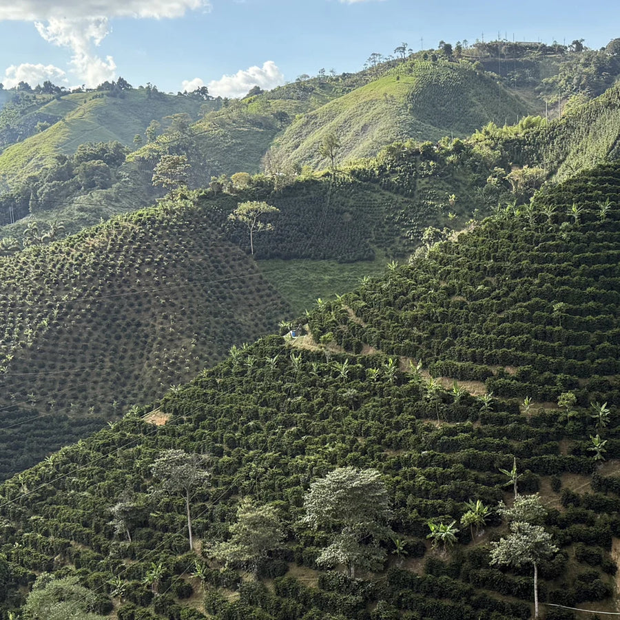 Huila